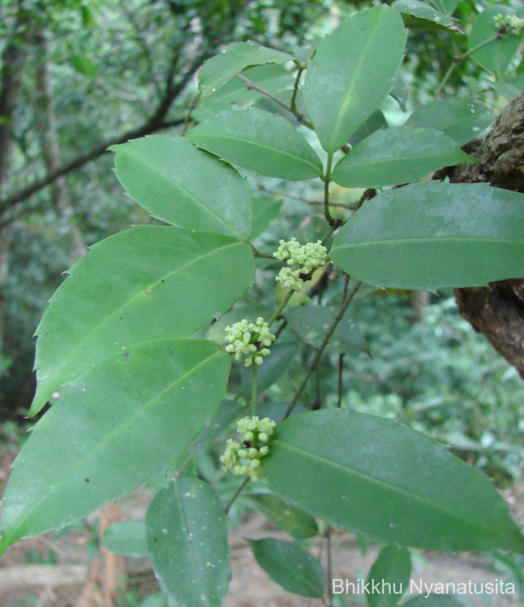 Tetrastigma nilagiricum (Miq.) B.V.Shetty